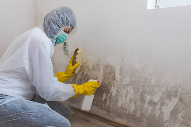 Best Crawl Space Mold Removal  in Hoback, WY