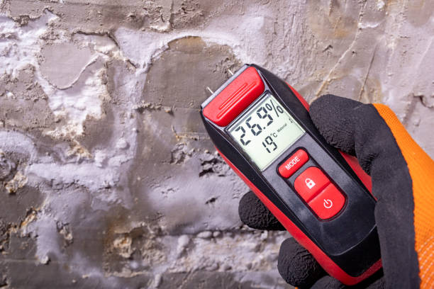 Best Affordable Mold Removal  in Hoback, WY