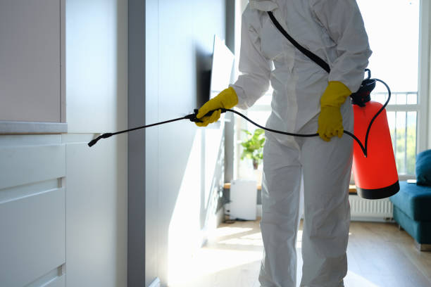 Best Mold Removal Company Near Me  in Hoback, WY