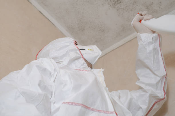 Best Professional Mold Removal  in Hoback, WY