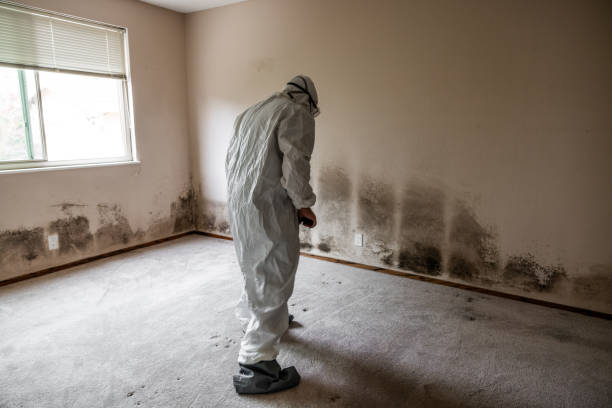 Best Home Mold Removal  in Hoback, WY