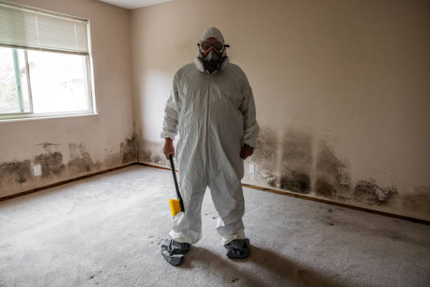 Professional Mold Removal in Hoback, WY