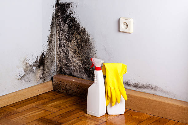 Best Office Mold Removal Services  in Hoback, WY