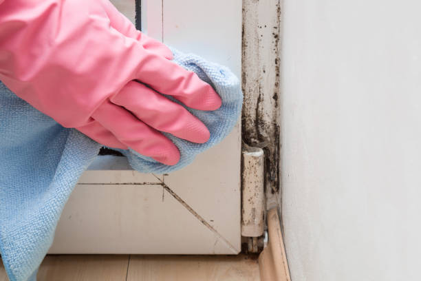 Best Emergency Mold Removal  in Hoback, WY