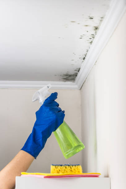 Best Local Mold Removal Service  in Hoback, WY